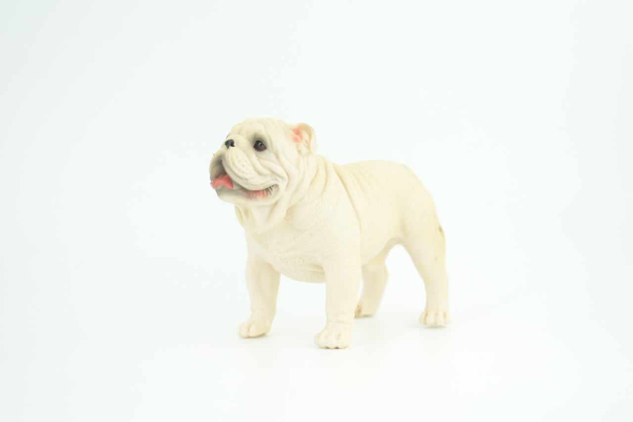 Bulldog, English Bulldog, British, White, Rubber Canine, Hand Painted, Educational, Realistic, K9, Diorama, Figure, Model, Replica, Toys, Kids, Gift, 5 Inches. CH834 BB195