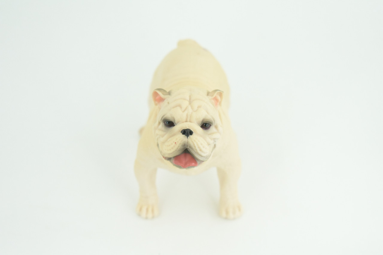 Bulldog, English Bulldog, British, White, Rubber Canine, Hand Painted, Educational, Realistic, K9, Diorama, Figure, Model, Replica, Toys, Kids, Gift, 5 Inches. CH834 BB195