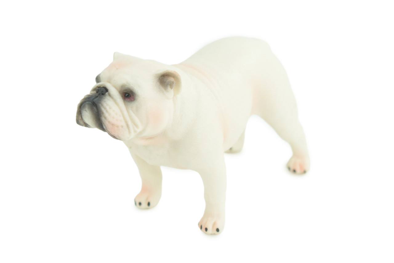Bulldog, English Bulldog, British, White, Rubber Canine, Hand Painted, Educational, Realistic, K9, Diorama, Figure, Model, Replica, Toys, Kids, Gift, 5 Inches. CH839 BB196