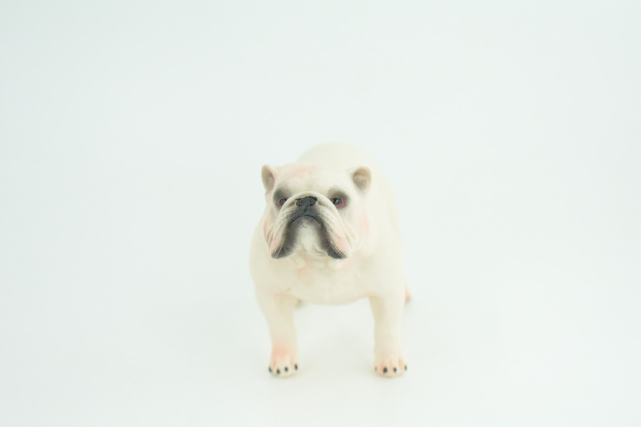 Bulldog, English Bulldog, British, White, Rubber Canine, Hand Painted, Educational, Realistic, K9, Diorama, Figure, Model, Replica, Toys, Kids, Gift, 5 Inches. CH839 BB196
