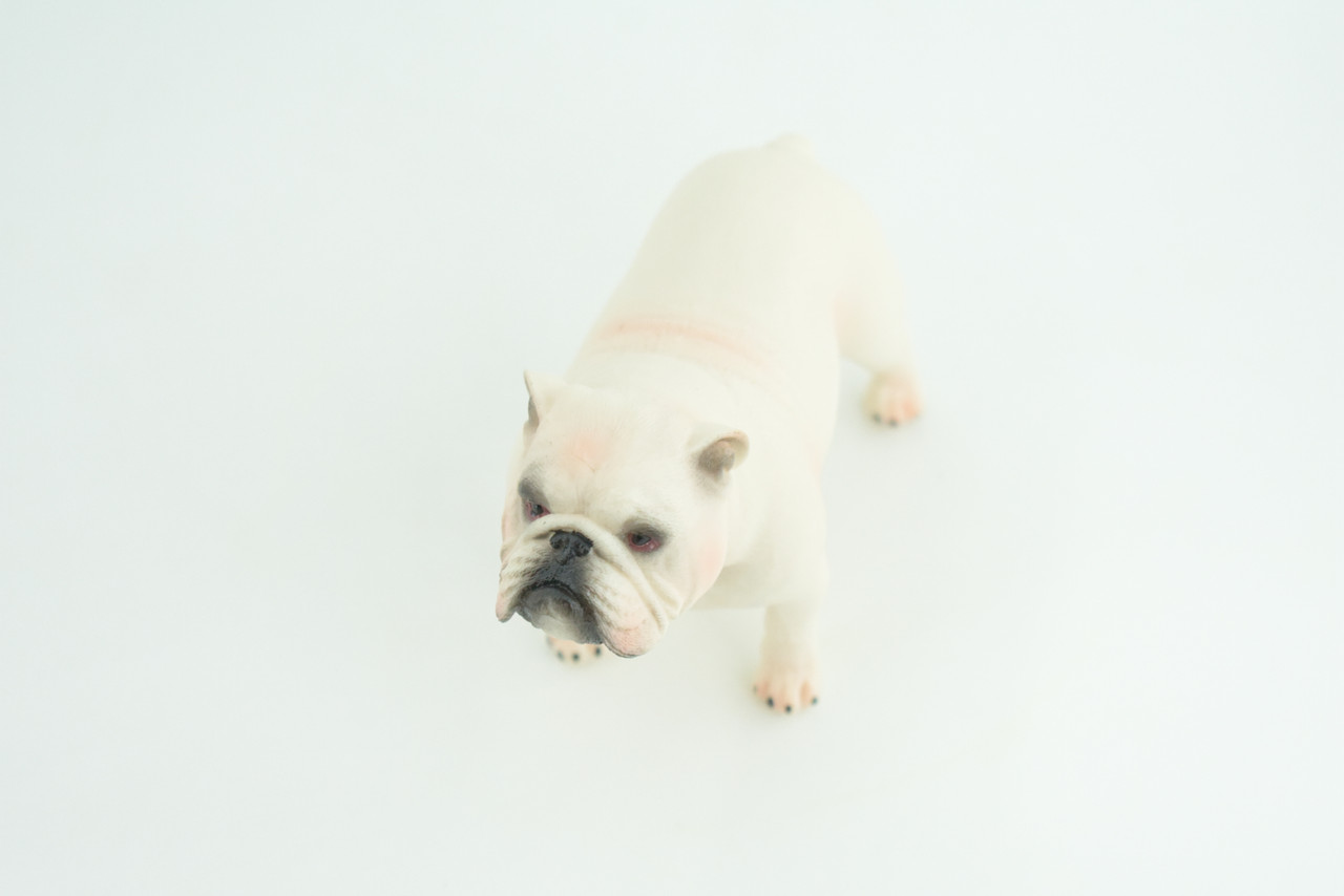 Bulldog, English Bulldog, British, White, Rubber Canine, Hand Painted, Educational, Realistic, K9, Diorama, Figure, Model, Replica, Toys, Kids, Gift, 5 Inches. CH839 BB196