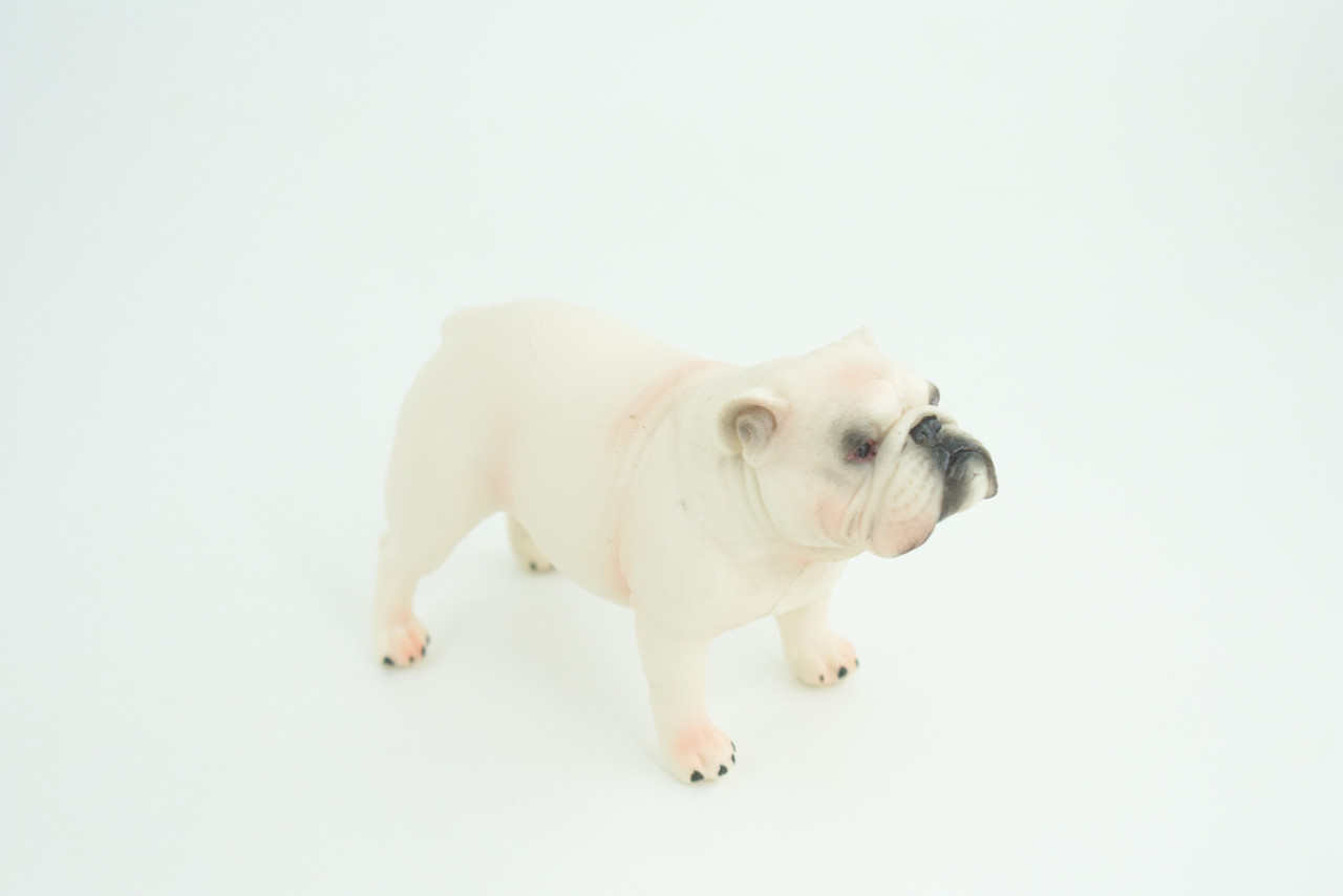 Bulldog, English Bulldog, British, White, Rubber Canine, Hand Painted, Educational, Realistic, K9, Diorama, Figure, Model, Replica, Toys, Kids, Gift, 5 Inches. CH839 BB196