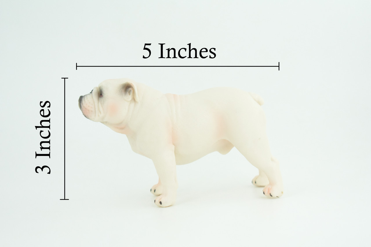 Bulldog, English Bulldog, British, White, Rubber Canine, Hand Painted, Educational, Realistic, K9, Diorama, Figure, Model, Replica, Toys, Kids, Gift, 5 Inches. CH839 BB196