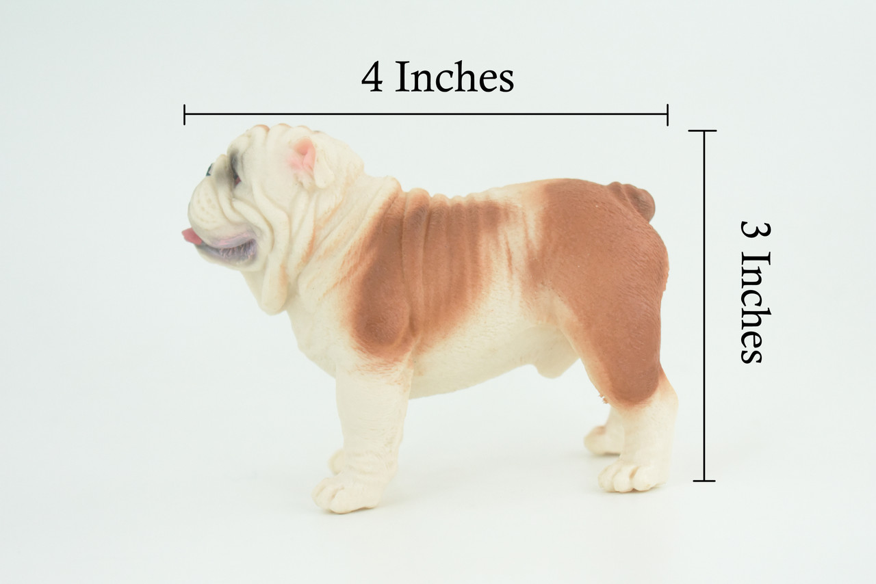 Bulldog, English Bulldog, British, Museum Quality, Rubber Canine, Hand Painted, Educational, Realistic, K9, Diorama, Figure, Toys, Kids, Gift, 5 Inches. CH844 BB197 