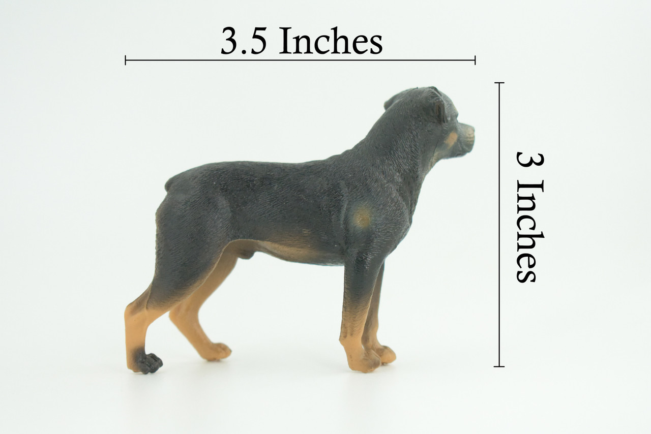 Rottweiler Dog, Educational, Museum Quality, Rubber Canine, Hand Painted, Educational, Realistic, K9, Diorama, Figure, Toys, Kids, Gift, 3 1/2 Inches. CH852 BB198
