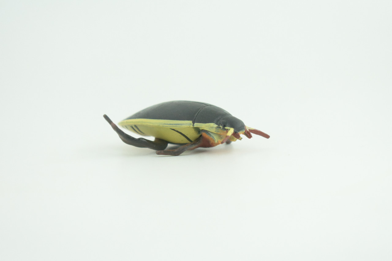 Yellow edged predacious diving beetle, Hand Painted, Museum Quality, Educational, Rubber Insect, Very Realistic, Diorama, Toy, Kids, Gift,   2 1/4 Inches.  CH857 BB198 
