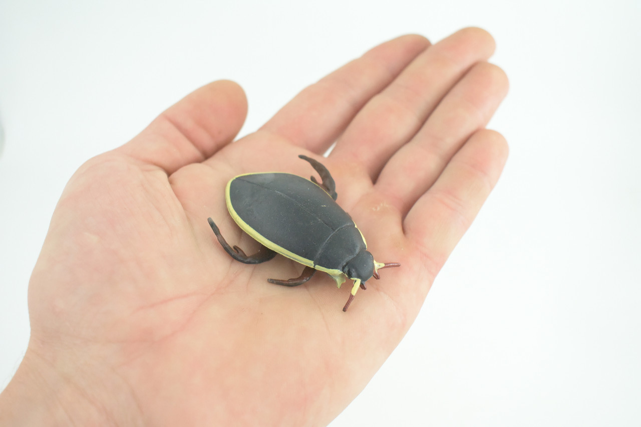 Yellow edged predacious diving beetle, Hand Painted, Museum Quality, Educational, Rubber Insect, Very Realistic, Diorama, Toy, Kids, Gift, 2 1/4 Inches. CH857 BB198