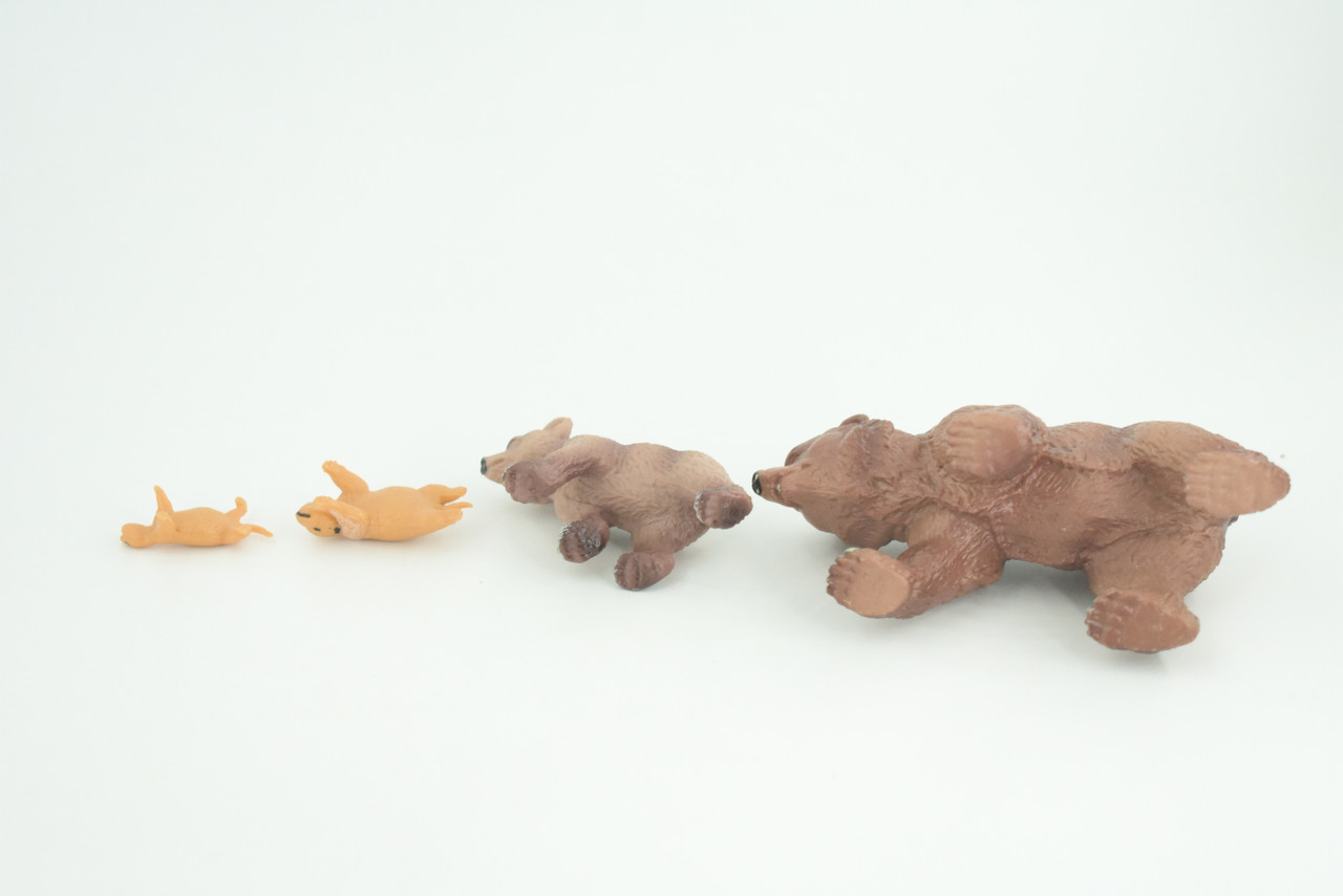 Brown Bear Life Cycle, 4 Piece Set, Museum Quality, Hand Painted, Educational, Rubber, Realistic, Diorama, Toys, Kids, Gift,   4 Inches.  CH881 BB200