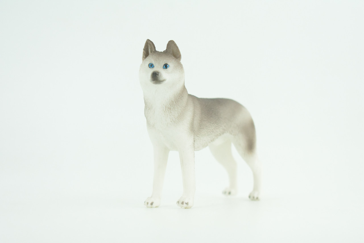 Siberian Husky Dog, Hand Painted, Educational, Museum Quality, Realistic, Rubber Canine, K9, Diorama, Figure, Toys, Kids, Gift,  3 1/2 Inches. CH900 BB202