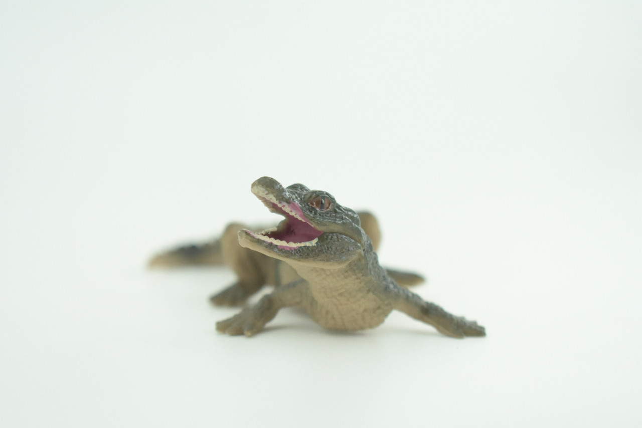 Alligator Baby, Crocodile, Museum Quality, Educational, Hand Painted, Rubber Reptile, Realistic, Diorama, Very Nice Design, Toys, Kids, Gift,   4 1/2 Inches.  CH952 BB209 