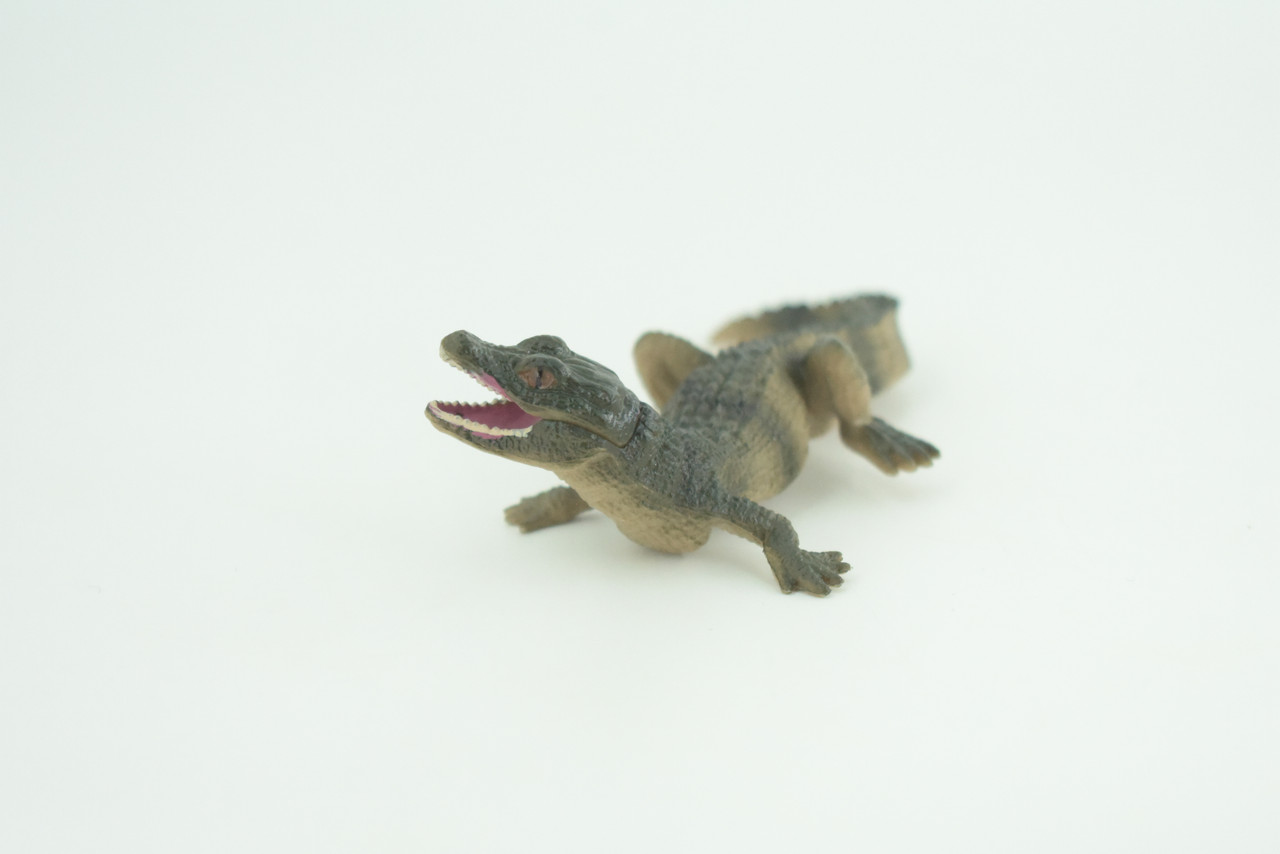 Alligator Baby, Crocodile, Museum Quality, Educational, Hand Painted, Rubber Reptile, Realistic, Diorama, Very Nice Design, Toys, Kids, Gift,   4 1/2 Inches.  CH952 BB209 
