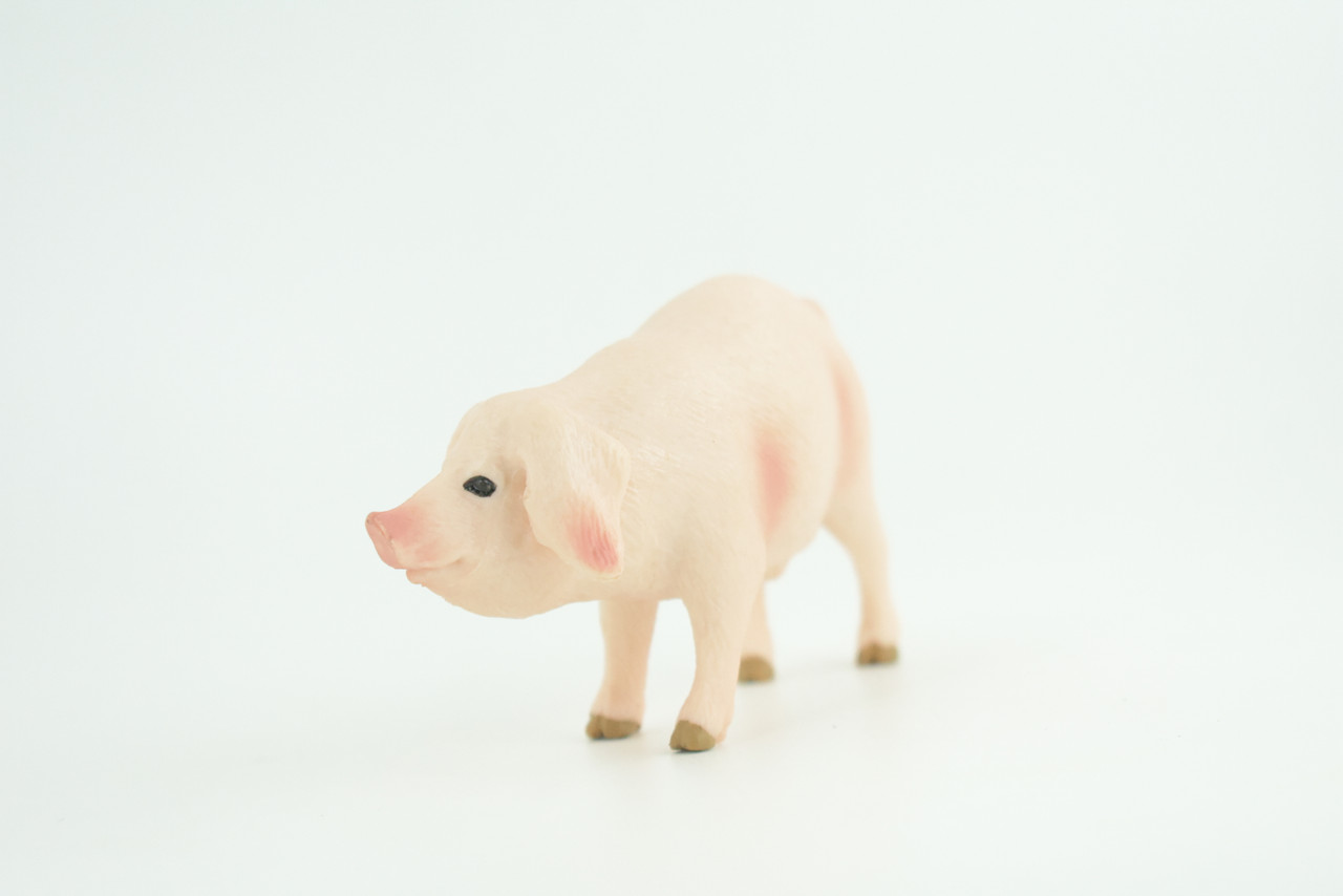 Pig, Male, Hog, Domesticated, Hand Painted, Educational, Museum Quality, Rubber Animal, Realistic, Diorama, Figure, Toys, Kids, Gift,  4 Inches.  CH975 BB213 