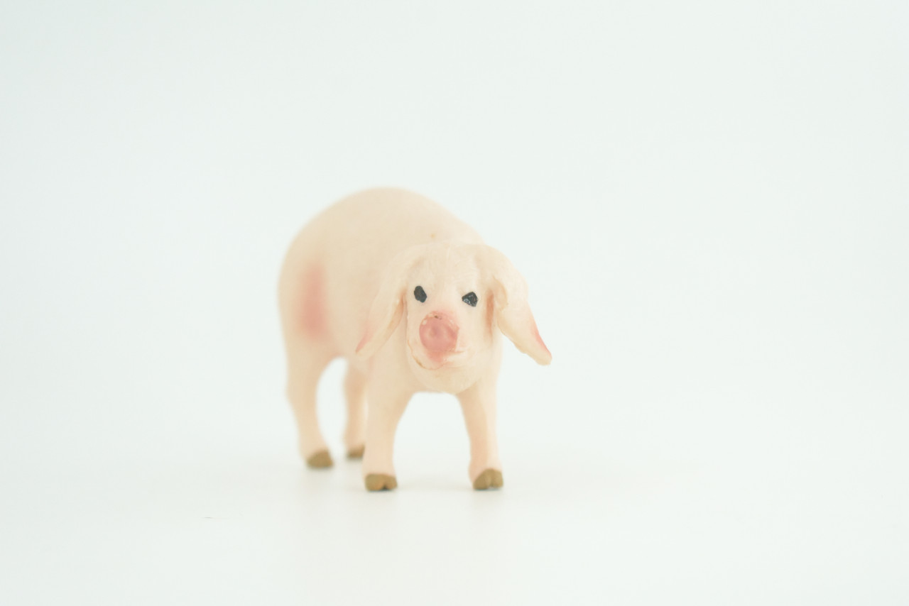 Pig, Male, Hog, Domesticated, Hand Painted, Educational, Museum Quality, Rubber Animal, Realistic, Diorama, Figure, Toys, Kids, Gift,  4 Inches.  CH975 BB213 