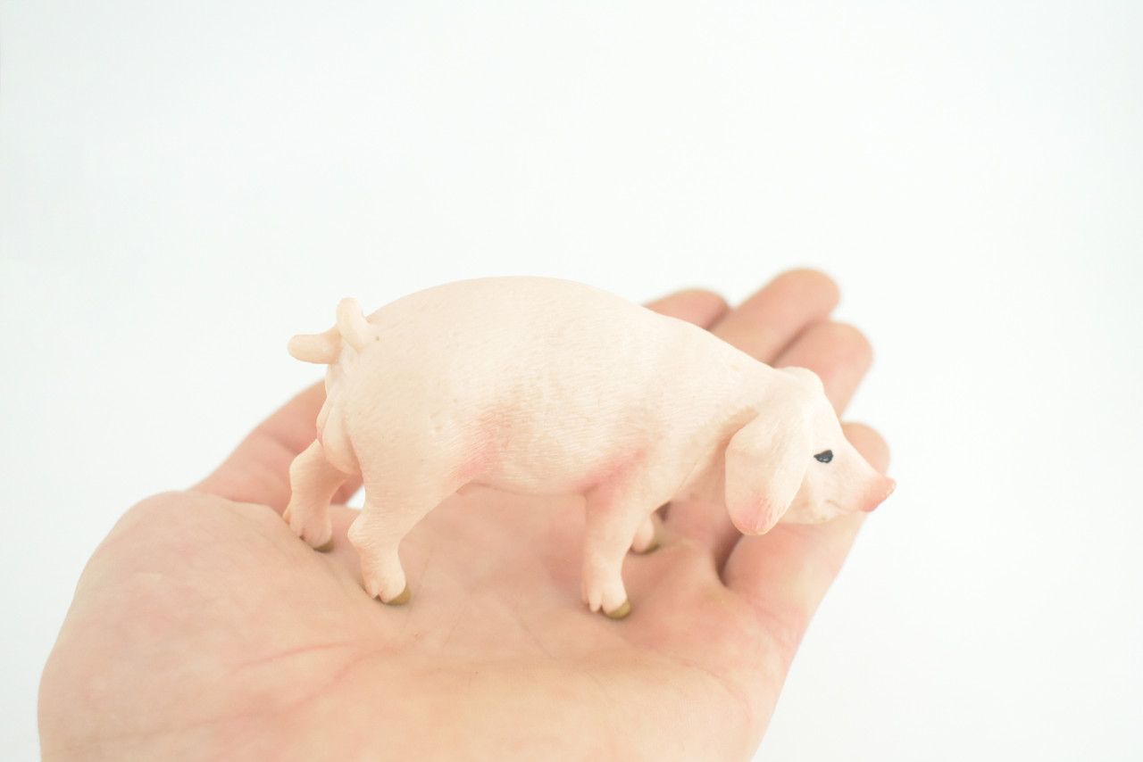 Pig, Male, Hog, Domesticated, Hand Painted, Educational, Museum Quality, Rubber Animal, Realistic, Diorama, Figure, Toys, Kids, Gift, 4 Inches. CH975 BB213