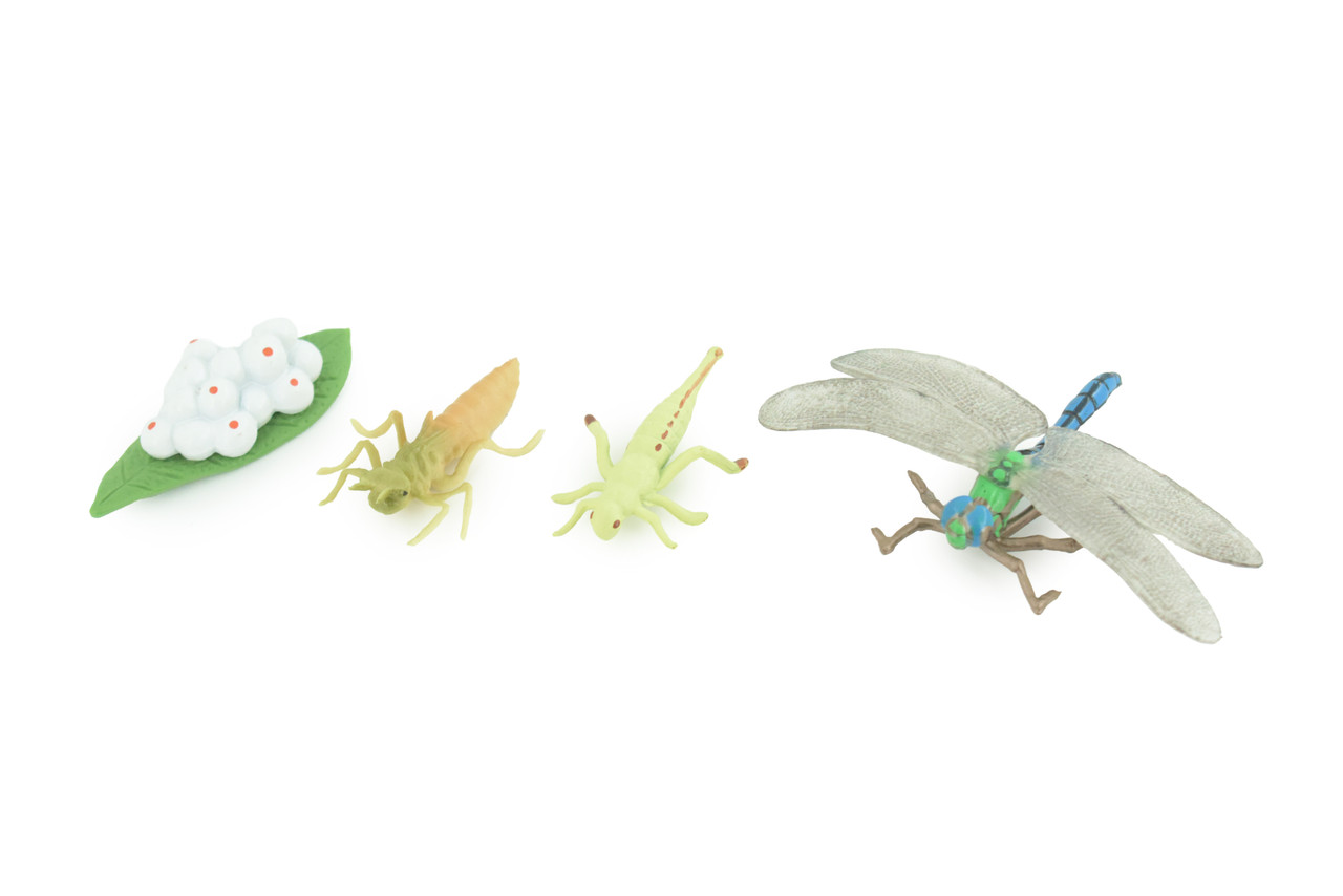 Dragonfly Life Cycle, 4 Piece Set, Hand Painted, Educational, High Quality Rubber Insect, Realistic, Diorama, Figure, Toys, Kids, Gift, 4 Inches. CH981 BB214