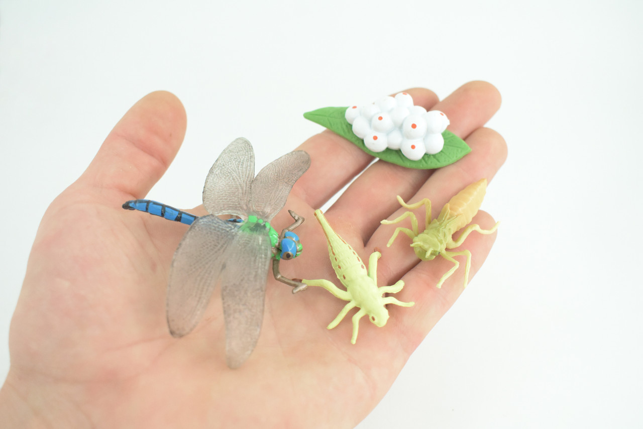 Dragonfly Life Cycle, 4 Piece Set, Hand Painted, Educational, High Quality Rubber Insect, Realistic, Diorama, Figure, Toys, Kids, Gift, 4 Inches. CH981 BB214