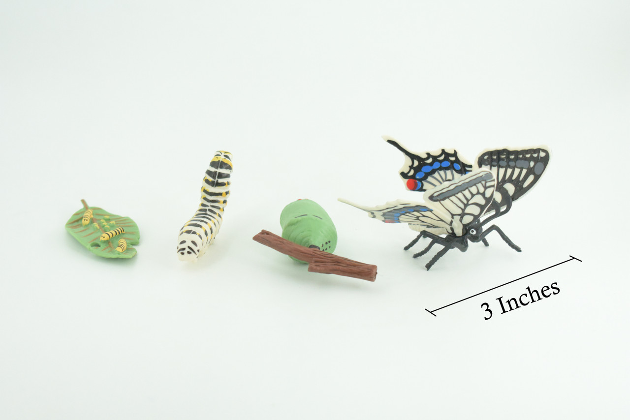 Butterfly Life Cycle, 4 Piece Set, Hand Painted, Educational, High Quality Rubber Insect, Realistic, Diorama, Figure, Toys, Kids, Gift, 3 Inches. CH982 BB214