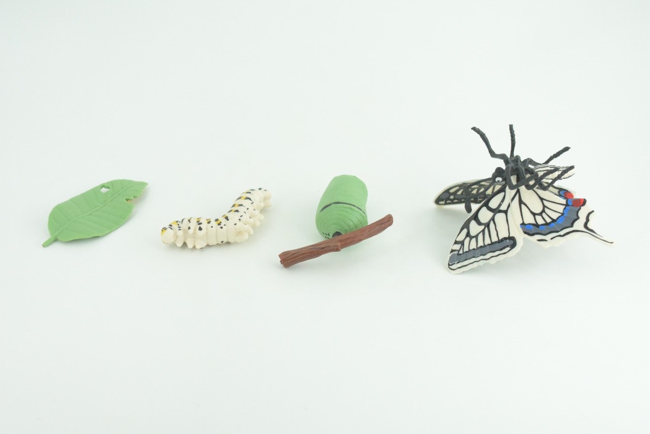 Butterfly Life Cycle,  4 Piece Set, Hand Painted, Educational, High Quality Rubber Insect, Realistic, Diorama, Figure, Toys, Kids, Gift,  3  Inches.   CH982 BB214