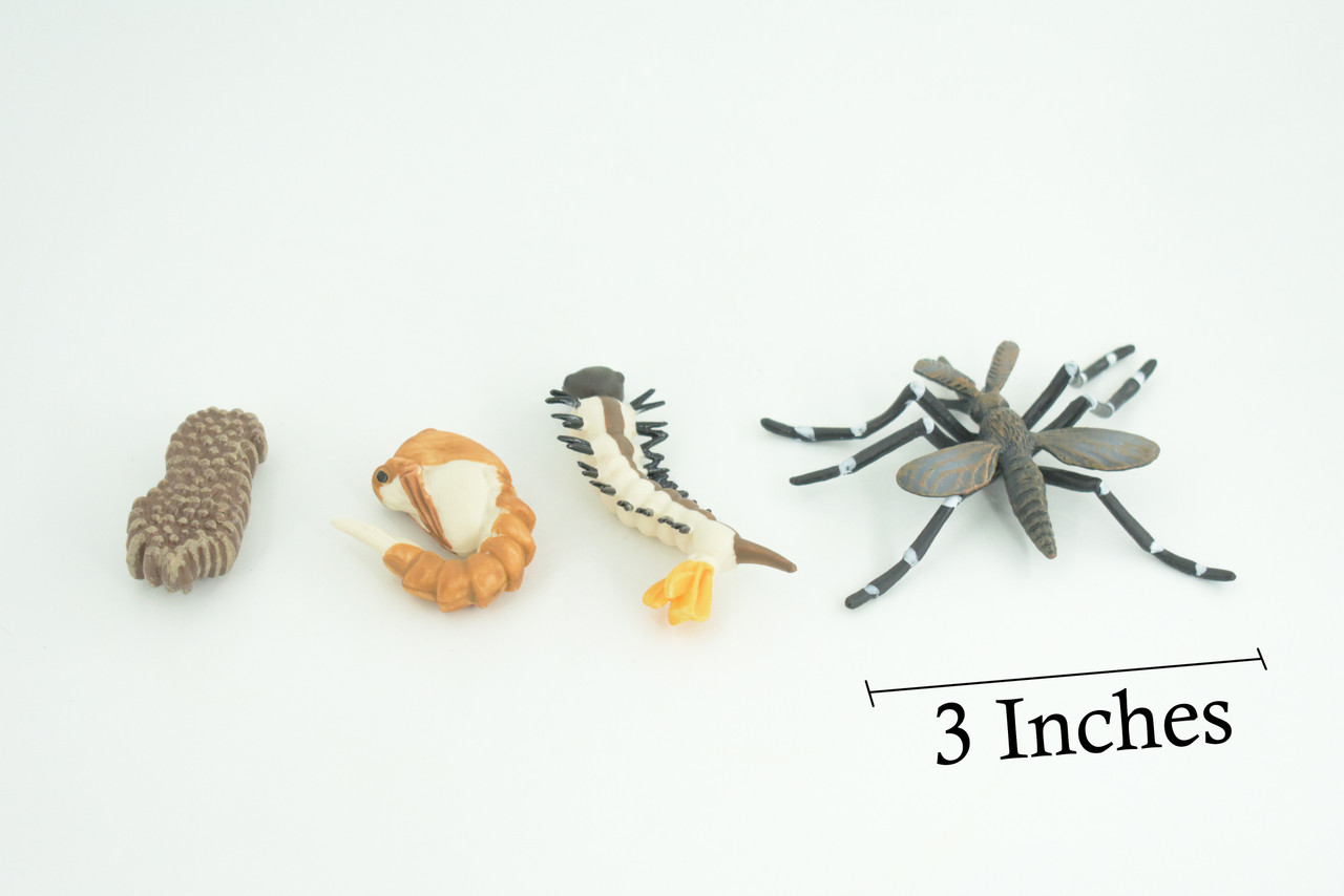 Mosquito Life Cycle, 4 Piece Set, Hand Painted, Educational, High Quality Rubber Insect, Realistic, Diorama, Figure, Toys, Kids, Gift, 3 Inches. CH983 BB214 