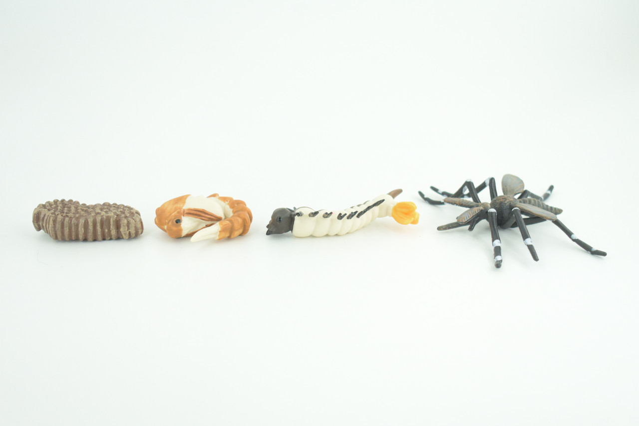 Mosquito Life Cycle, 4 Piece Set, Hand Painted, Educational, High Quality Rubber Insect, Realistic, Diorama, Figure, Toys, Kids, Gift,  3  Inches.   CH983 BB214