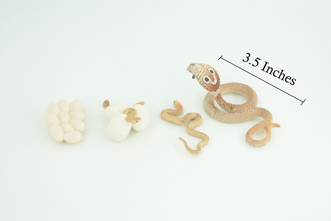 Cobra Snake Life Cycle, 4 Piece Set, Hand Painted, Educational, High Quality Rubber Reptile, Realistic, Diorama, Figure, Toys, Kids, Gift, 3 1/2 Inches. CH987 BB214