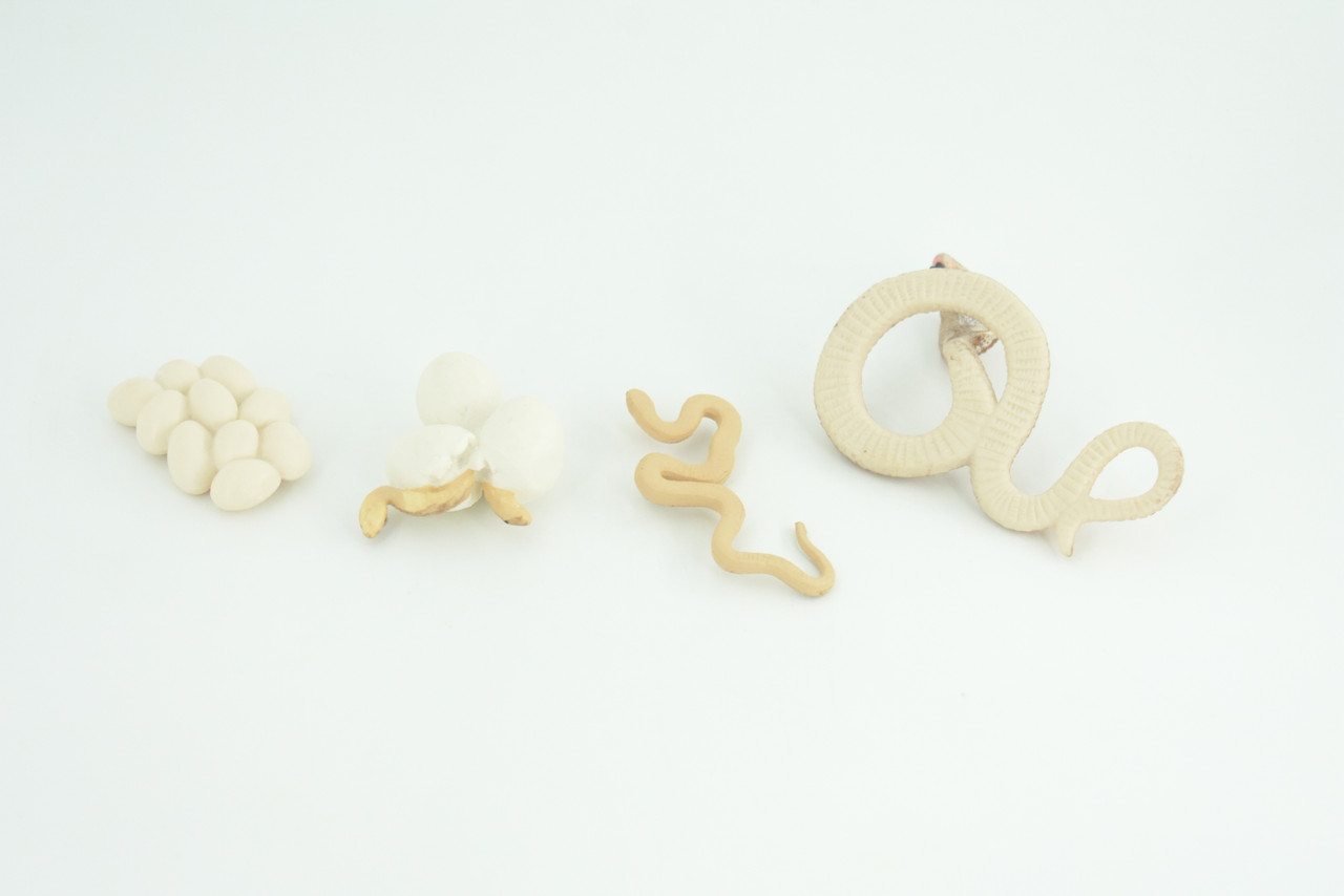 Cobra Snake Life Cycle, 4 Piece Set, Hand Painted, Educational, High Quality Rubber Reptile, Realistic, Diorama, Figure, Toys, Kids, Gift,  3 1/2  Inches.   CH987 BB214