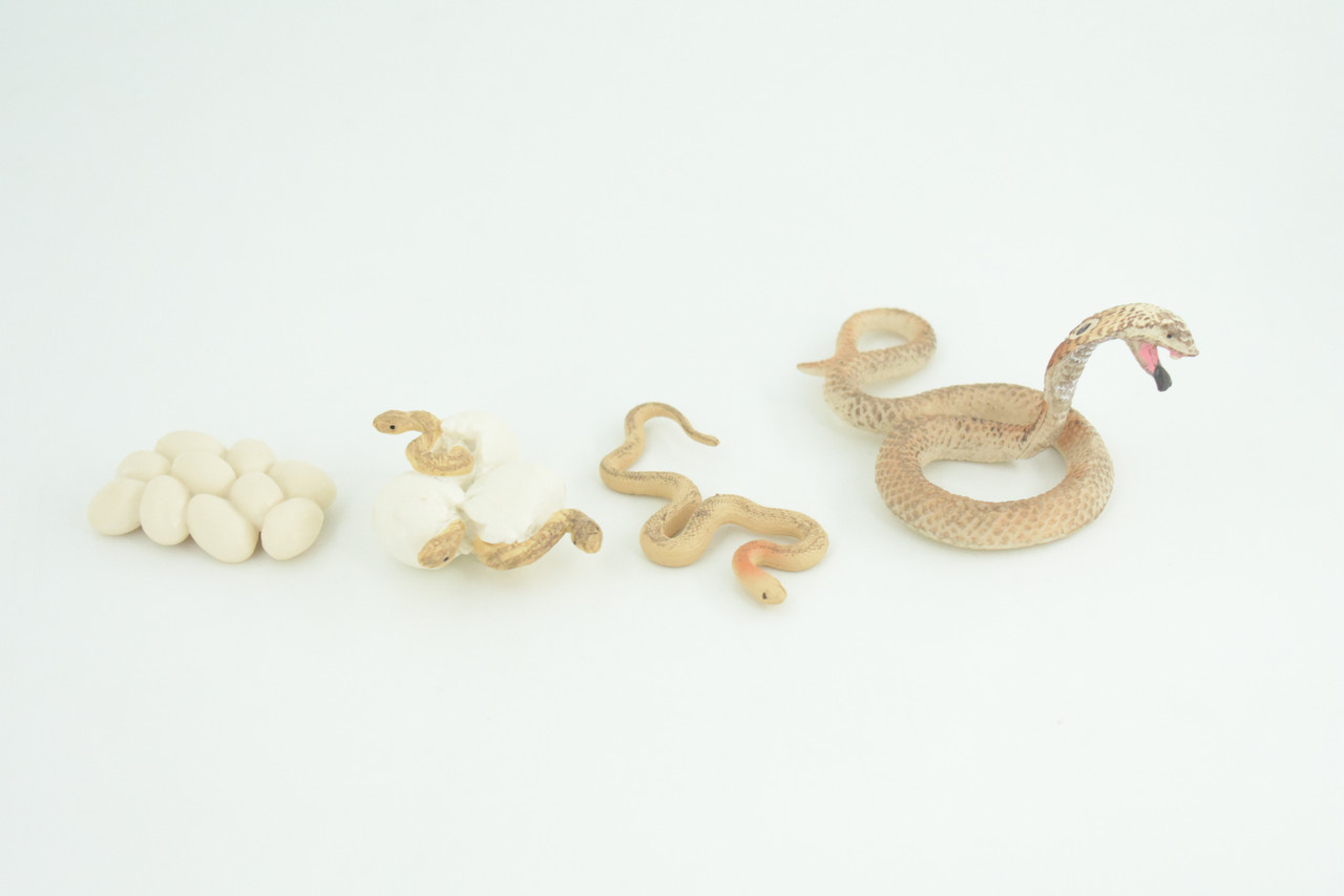 Cobra Snake Life Cycle, 4 Piece Set, Hand Painted, Educational, High Quality Rubber Reptile, Realistic, Diorama, Figure, Toys, Kids, Gift,  3 1/2  Inches.   CH987 BB214