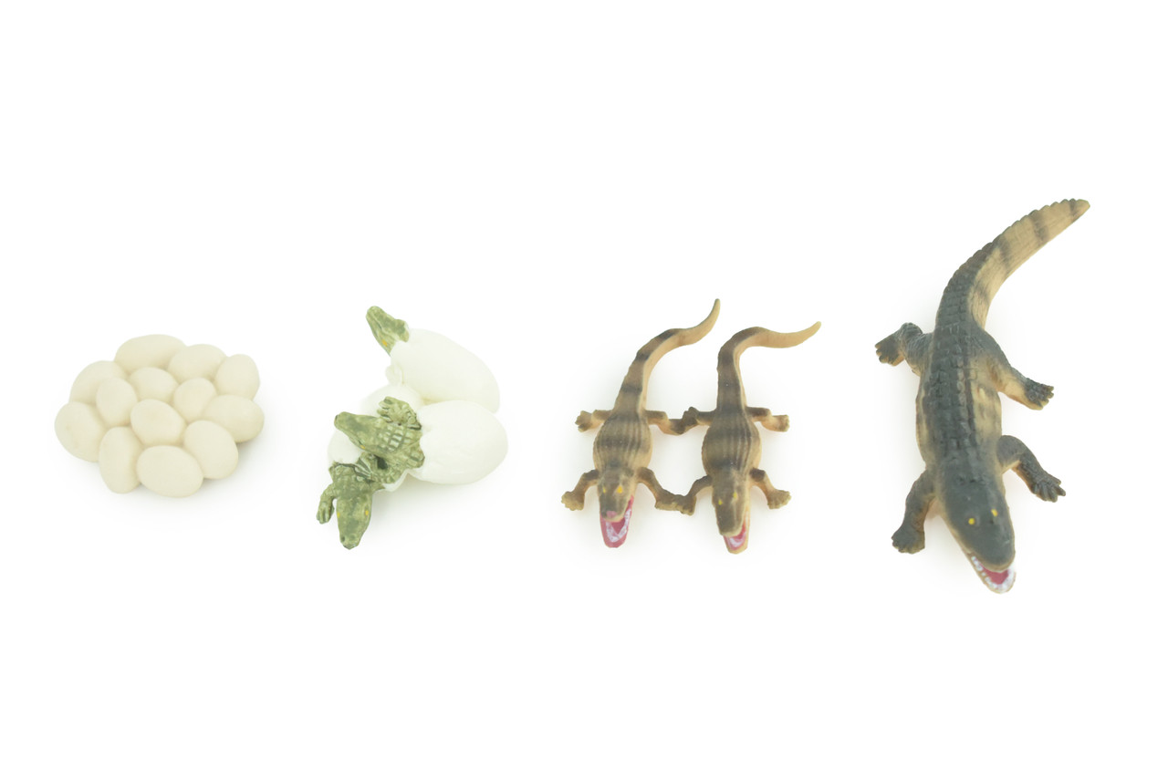 Alligator Life Cycle, 4 Piece Set, Hand Painted, Educational, High Quality Rubber Reptile, Realistic, Diorama, Figure, Toys, Kids, Gift, 4 Inches. CH988 BB214