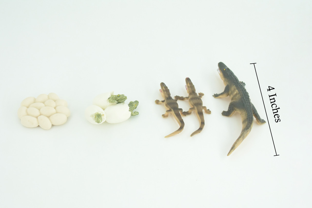 Alligator Life Cycle, 4 Piece Set, Hand Painted, Educational, High Quality Rubber Reptile, Realistic, Diorama, Figure, Toys, Kids, Gift, 4 Inches. CH988 BB214