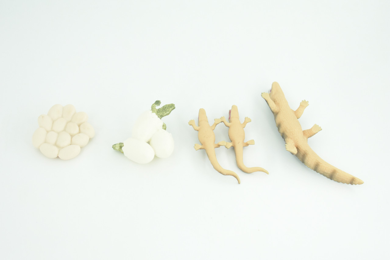 Alligator Life Cycle, 4 Piece Set, Hand Painted, Educational, High Quality Rubber Reptile, Realistic, Diorama, Figure, Toys, Kids, Gift,  4  Inches.   CH988 BB214
