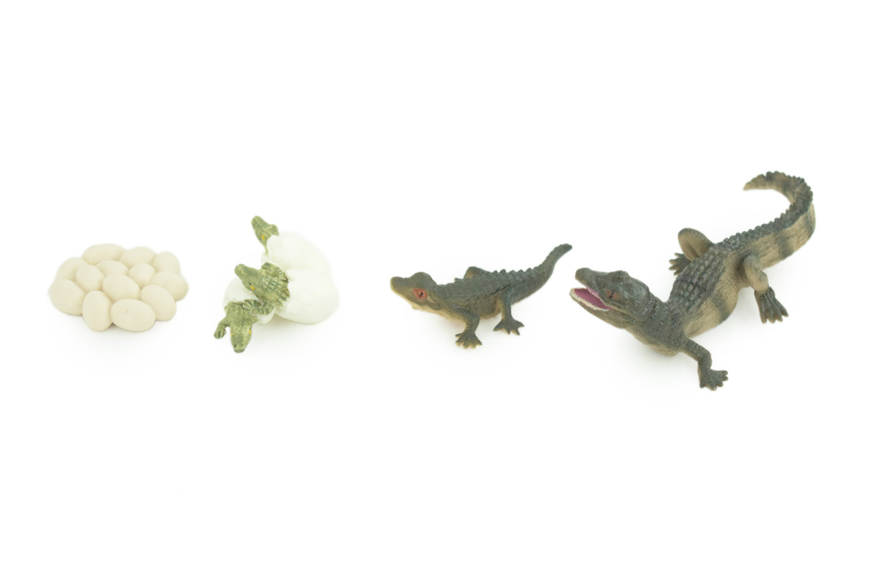 Crocodile Life Cycle, 4 Piece Set, Hand Painted, Educational, High Quality Rubber Reptile, Realistic, Diorama, Figure, Toys, Kids, Gift, 4 1/2 Inches. CH989 BB215