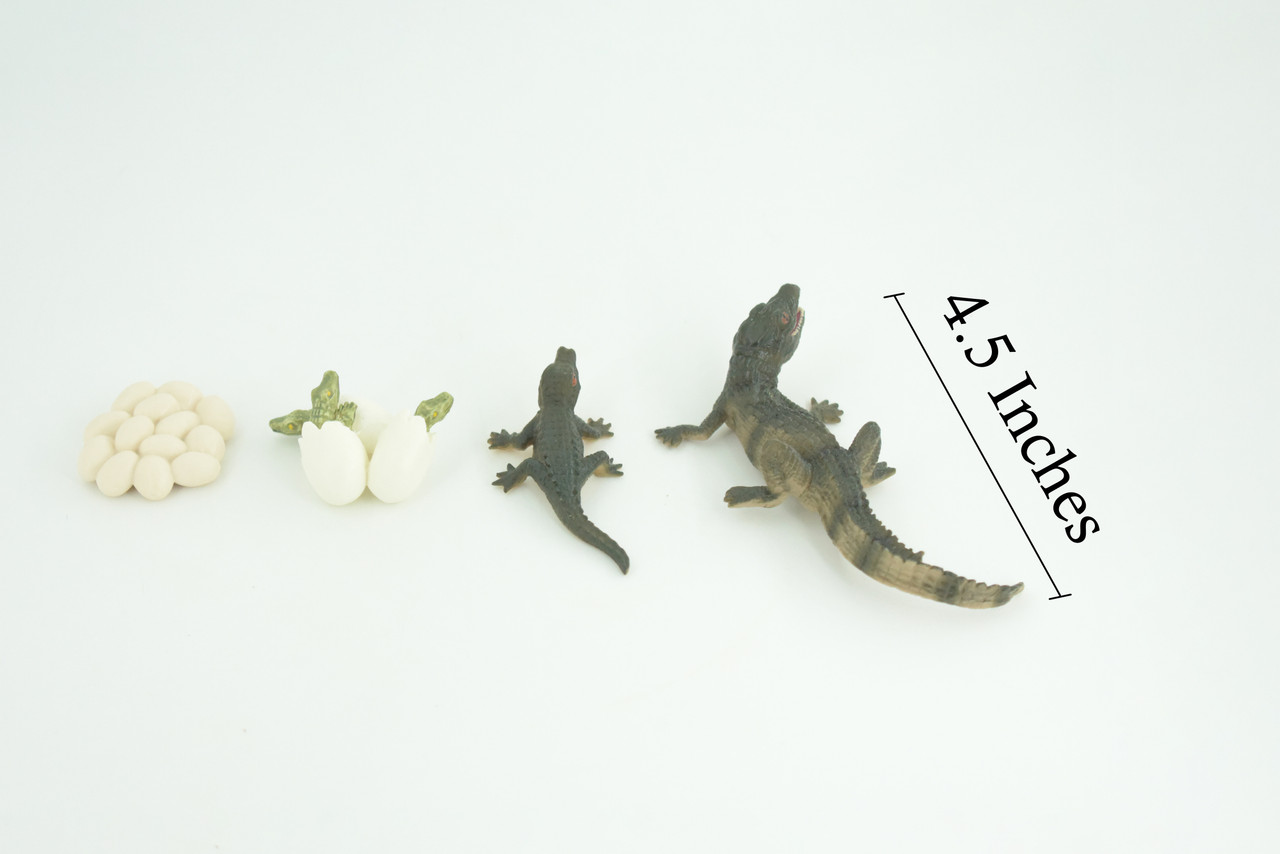 Crocodile Life Cycle, 4 Piece Set, Hand Painted, Educational, High Quality Rubber Reptile, Realistic, Diorama, Figure, Toys, Kids, Gift, 4 1/2 Inches. CH989 BB215