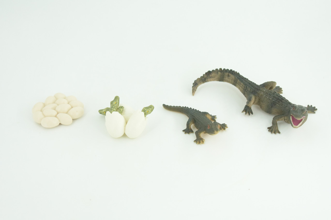 Crocodile Life Cycle, 4 Piece Set, Hand Painted, Educational, High Quality Rubber Reptile, Realistic, Diorama, Figure, Toys, Kids, Gift,  4 1/2  Inches.   CH989 BB215