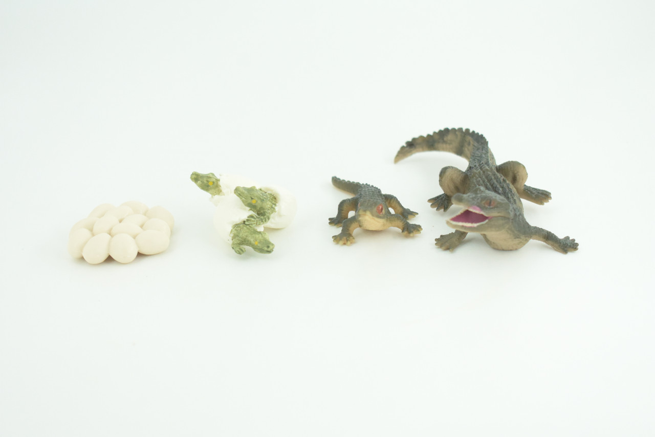 Crocodile Life Cycle, 4 Piece Set, Hand Painted, Educational, High Quality Rubber Reptile, Realistic, Diorama, Figure, Toys, Kids, Gift,  4 1/2  Inches.   CH989 BB215