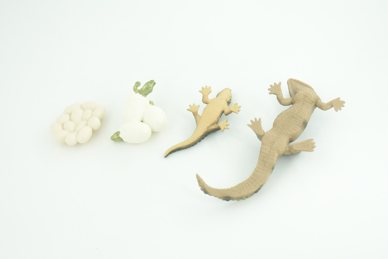 Crocodile Life Cycle, 4 Piece Set, Hand Painted, Educational, High Quality Rubber Reptile, Realistic, Diorama, Figure, Toys, Kids, Gift,  4 1/2  Inches.   CH989 BB215