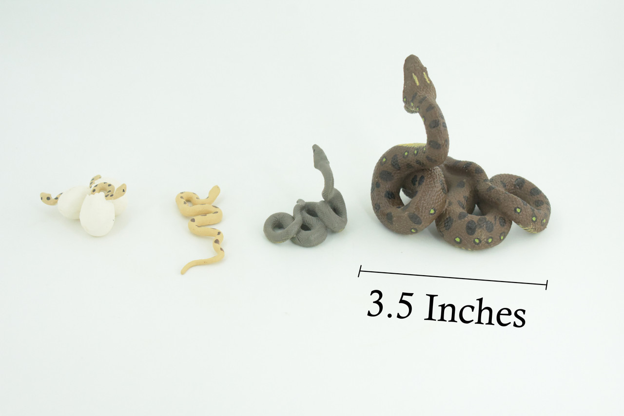 Python Life Cycle, 4 Piece Set, Hand Painted, Educational, High Quality Rubber Reptile, Realistic Snake, Diorama, Figure, Toys, Kids, Gift, 3 1/2 Inches. CH990 BB215