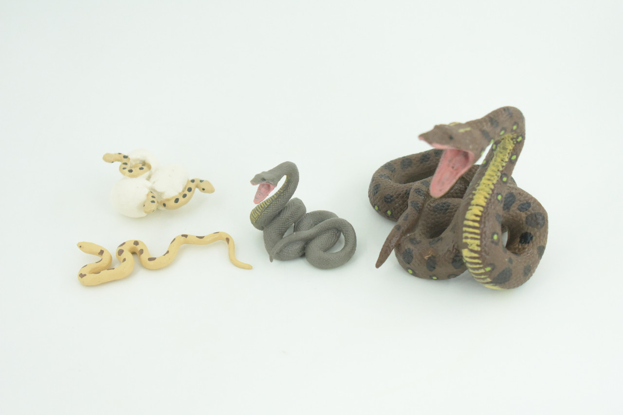 Python Life Cycle, 4 Piece Set, Hand Painted, Educational, High Quality Rubber Reptile, Realistic Snake, Diorama, Figure, Toys, Kids, Gift,  3 1/2  Inches.   CH990 BB215