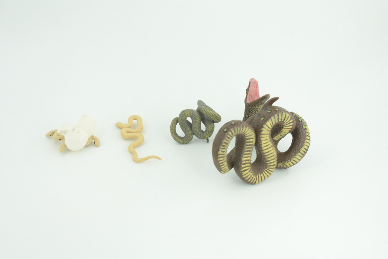 Python Life Cycle, 4 Piece Set, Hand Painted, Educational, High Quality Rubber Reptile, Realistic Snake, Diorama, Figure, Toys, Kids, Gift,  3 1/2  Inches.   CH990 BB215