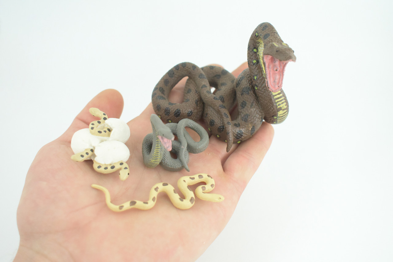 Python Life Cycle, 4 Piece Set, Hand Painted, Educational, High Quality Rubber Reptile, Realistic Snake, Diorama, Figure, Toys, Kids, Gift, 3 1/2 Inches. CH990 BB215