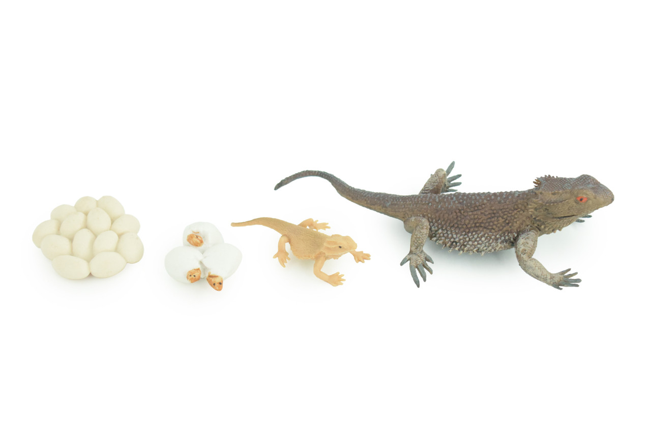 Bearded Dragon Life Cycle, 4 Piece Set, Hand Painted, Educational, High Quality Rubber Reptile, Realistic Lizard, Diorama, Figure, Toys, Kids, Gift, 5 Inches. CH991 BB215