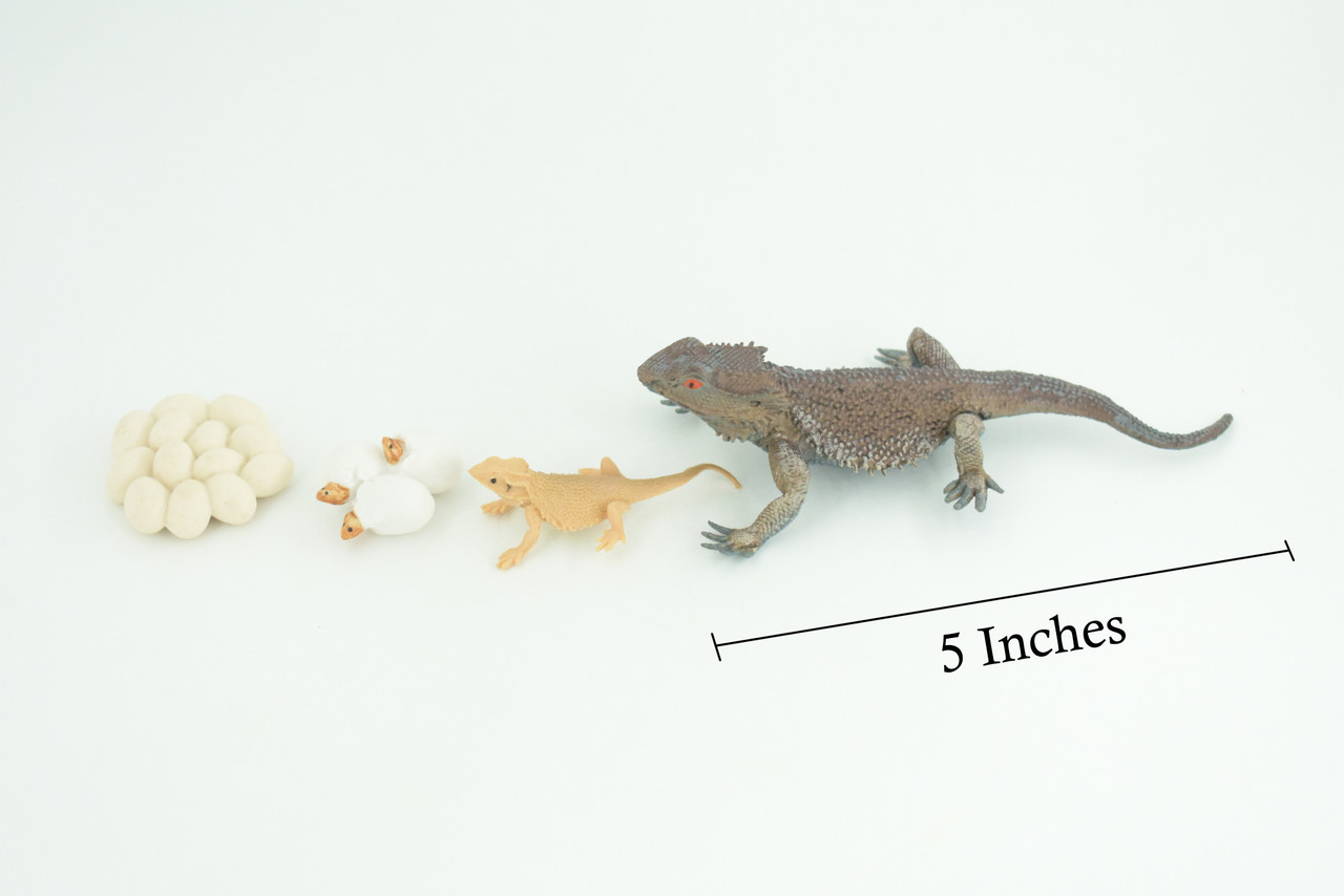 Bearded Dragon Life Cycle, 4 Piece Set, Hand Painted, Educational, High Quality Rubber Reptile, Realistic Lizard, Diorama, Figure, Toys, Kids, Gift, 5 Inches. CH991 BB215