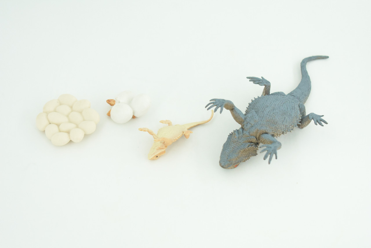 Bearded Dragon Life Cycle, 4 Piece Set, Hand Painted, Educational, High Quality Rubber Reptile, Realistic Lizard, Diorama, Figure, Toys, Kids, Gift,  5  Inches.   CH991 BB215