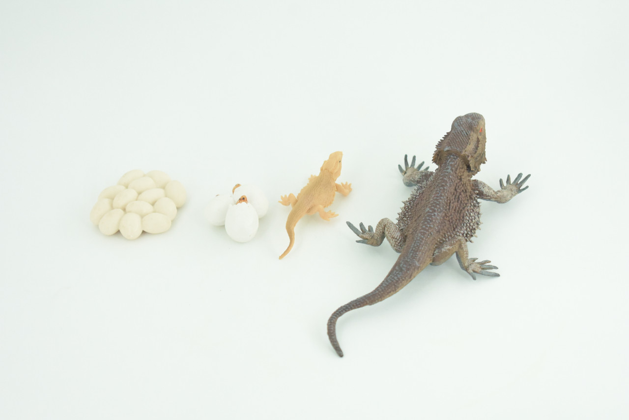 Bearded Dragon Life Cycle, 4 Piece Set, Hand Painted, Educational, High Quality Rubber Reptile, Realistic Lizard, Diorama, Figure, Toys, Kids, Gift,  5  Inches.   CH991 BB215