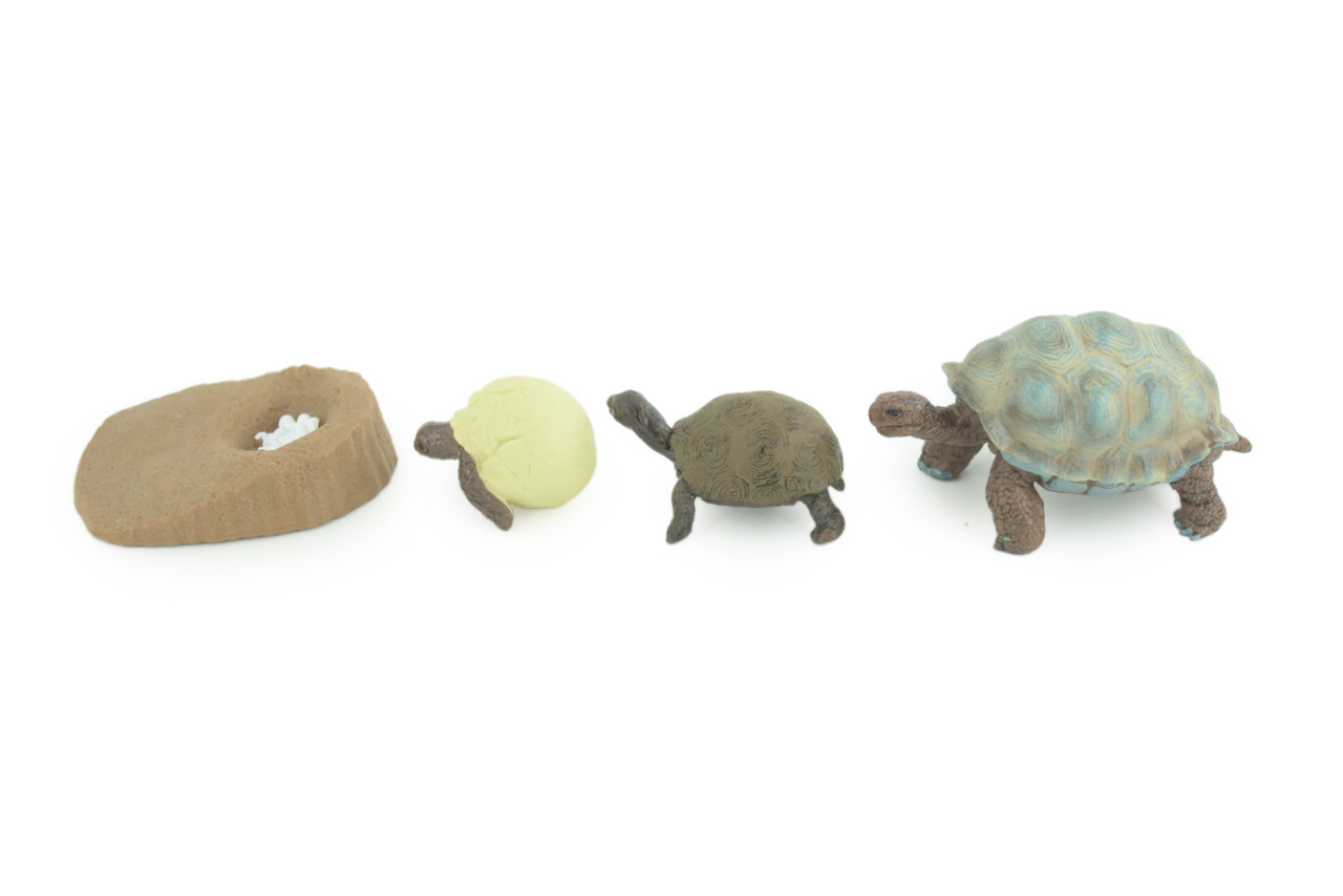 Galapagos Giant Tortoise Life Cycle, 4 Piece Set, Hand Painted, Educational, High Quality Rubber Reptile, Diorama, Figure, Toys, Kids, Gift, 3 Inches. CH992 BB215
