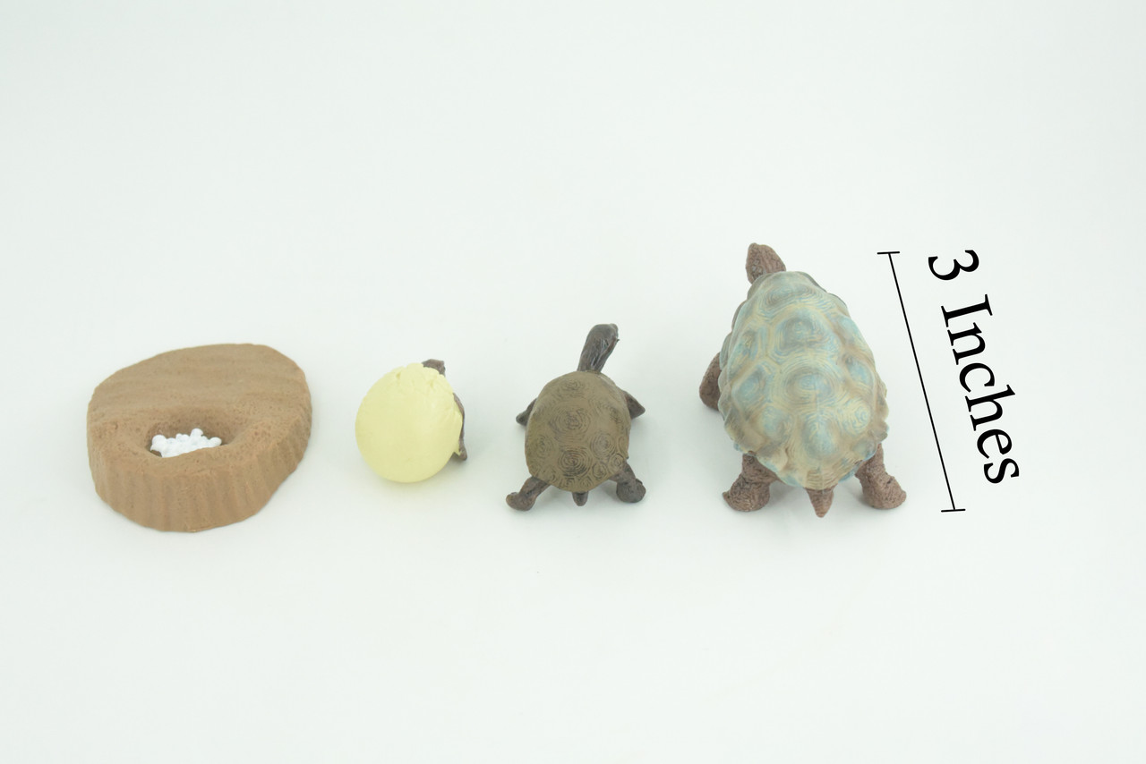 Galapagos Giant Tortoise Life Cycle, 4 Piece Set, Hand Painted, Educational, High Quality Rubber Reptile, Diorama, Figure, Toys, Kids, Gift, 3 Inches. CH992 BB215