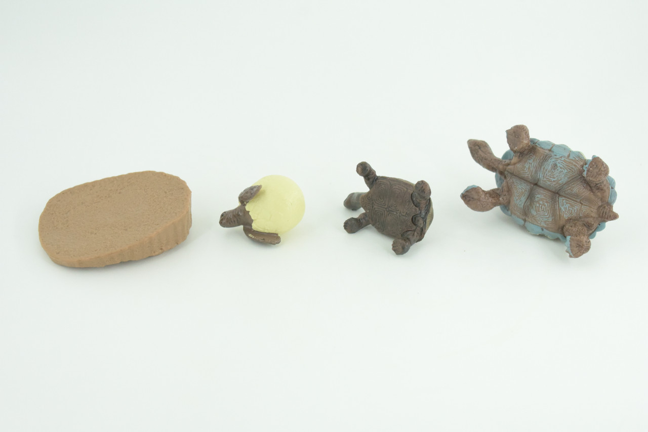 Galapagos Giant Tortoise Life Cycle, 4 Piece Set, Hand Painted, Educational, High Quality Rubber Reptile, Diorama, Figure, Toys, Kids, Gift,  3  Inches.   CH992 BB215 