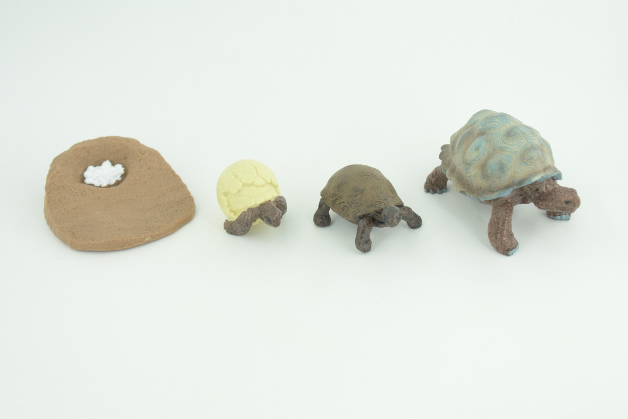 Galapagos Giant Tortoise Life Cycle, 4 Piece Set, Hand Painted, Educational, High Quality Rubber Reptile, Diorama, Figure, Toys, Kids, Gift,  3  Inches.   CH992 BB215 