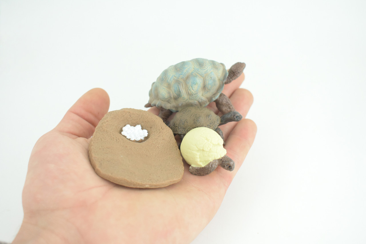 Galapagos Giant Tortoise Life Cycle, 4 Piece Set, Hand Painted, Educational, High Quality Rubber Reptile, Diorama, Figure, Toys, Kids, Gift, 3 Inches. CH992 BB215