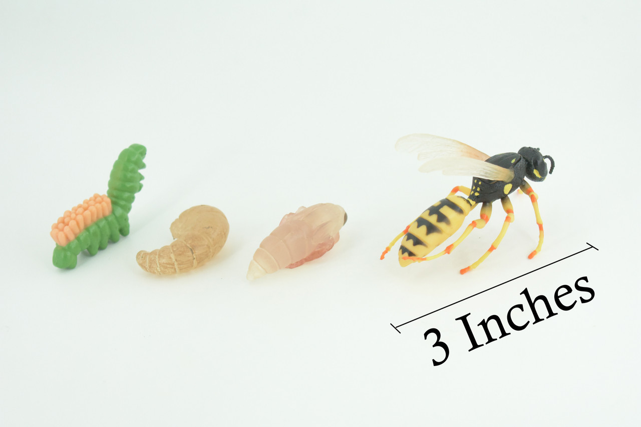 Hornet, Wasp, Life Cycle, 4 Piece Set, Hand Painted, Educational, High Quality Rubber Insect, Realistic, Diorama, Figure, Toys, Kids, Gift, 3 Inches. CH995 BB215