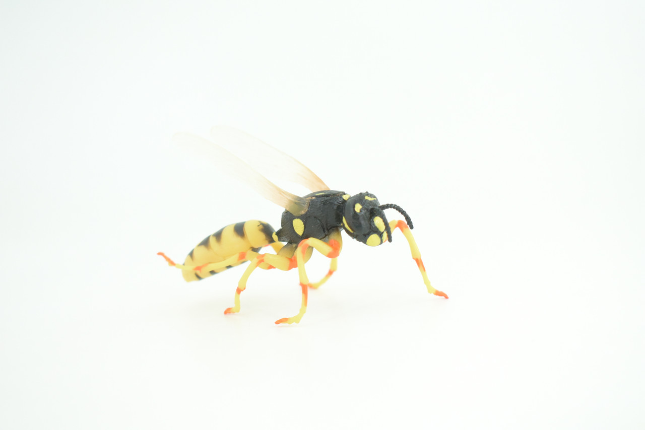 Hornet, Wasp, Life Cycle, 4 Piece Set, Hand Painted, Educational, High Quality Rubber Insect, Realistic, Diorama, Figure, Toys, Kids, Gift,  3  Inches.   CH995 BB215